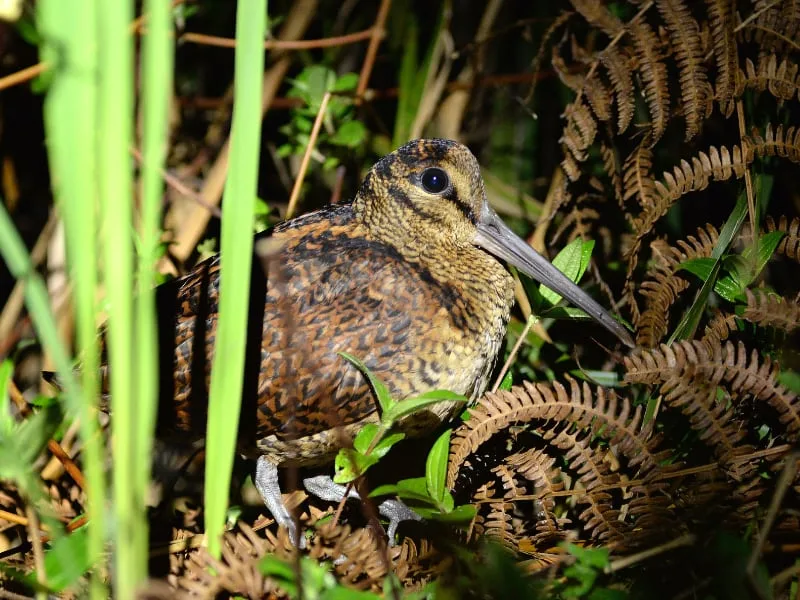 Bukidnon woodcock (Scolopax bukidnonensis)