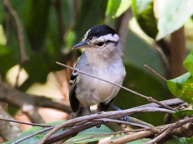 Caatinga antwren (Radinopsyche sellowi)