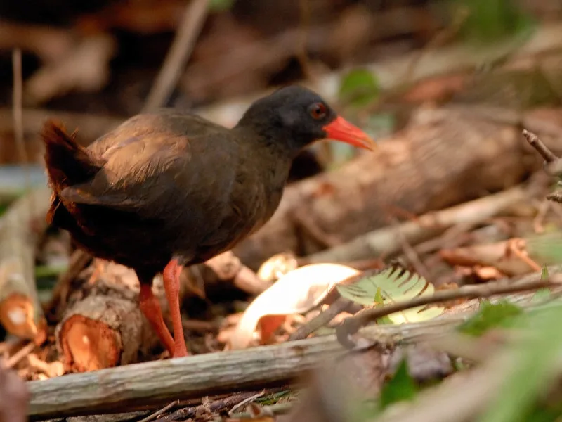 Calayan rail (Aptenorallus calayanensis)