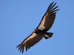 California condor in flight
