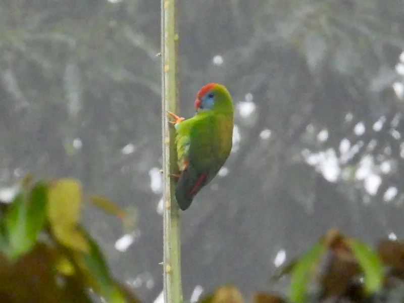 Camiguin hanging parrot (Loriculus camiguinensis)