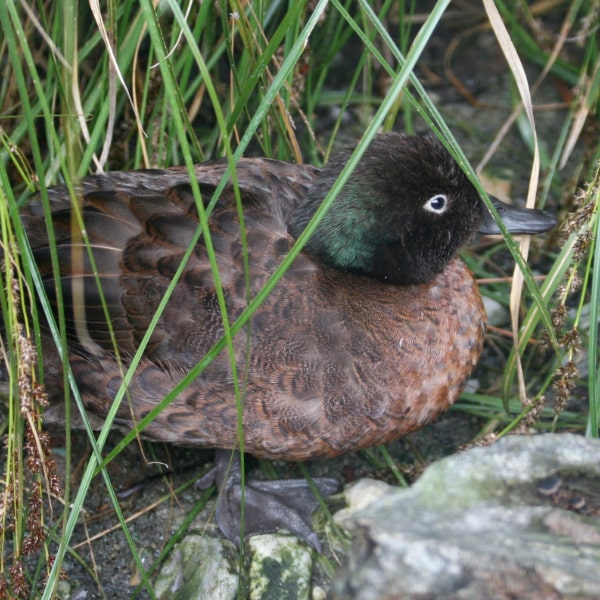 Campbell teal (Anas nesiotis)