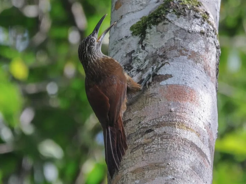 Carajas woodcreeper (Xiphocolaptes carajaensis)