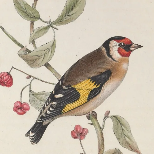 Carduelis carduelis illustration