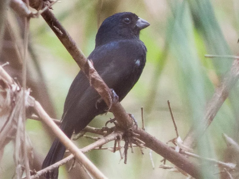 male Carrizal seedeater
(Amaurospiza carrizalensis)