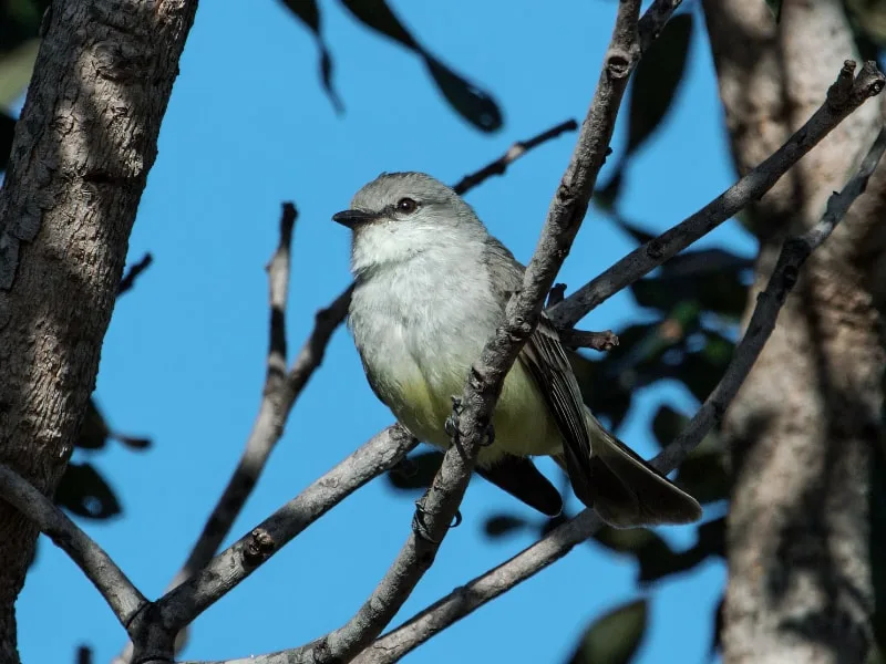 Chapada flycatcher (Guyramemua affine)