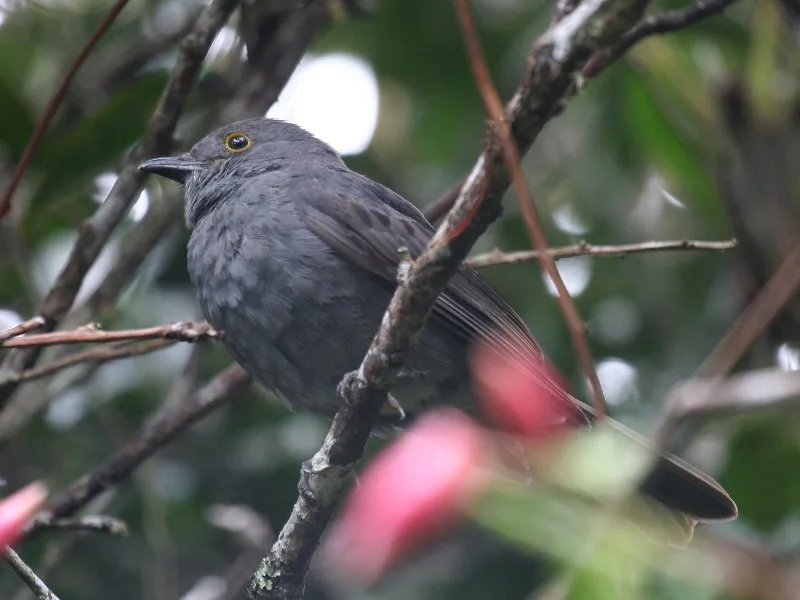 Chestnut-capped piha (Lipaugus weberi)