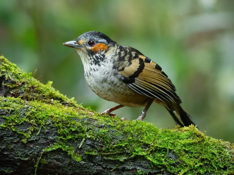 Chestnut-eared laughingthrush (Ianthocincla konkakinhensis)