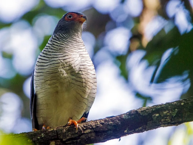 Cryptic forest falcon (Micrastur mintoni)