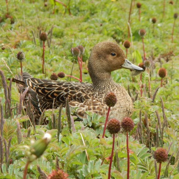 Eaton's pintail (Anas eatoni)