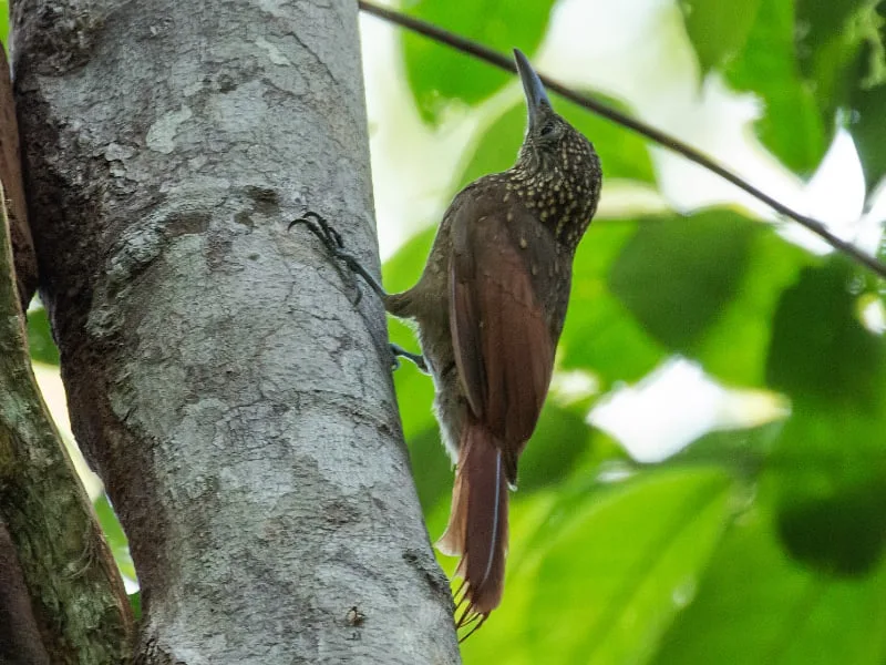 Elegant woodcreeper (Xiphorhynchus elegans)