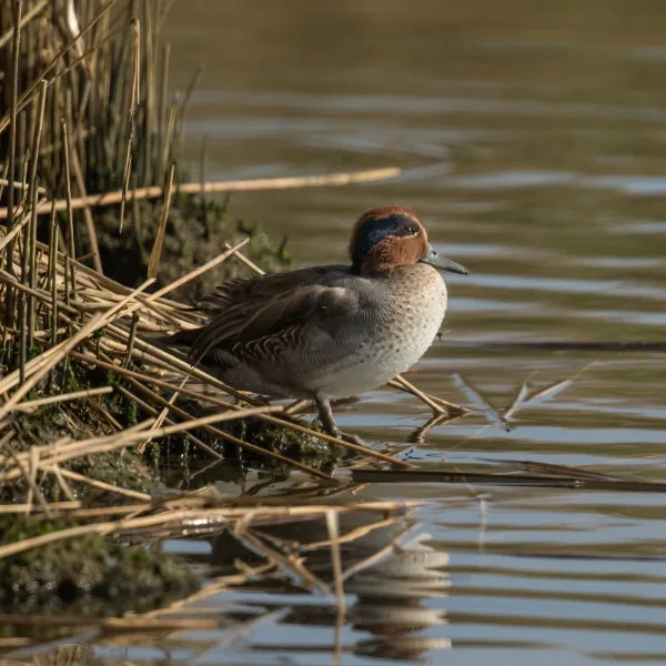 Eurasian teal near its nesting site