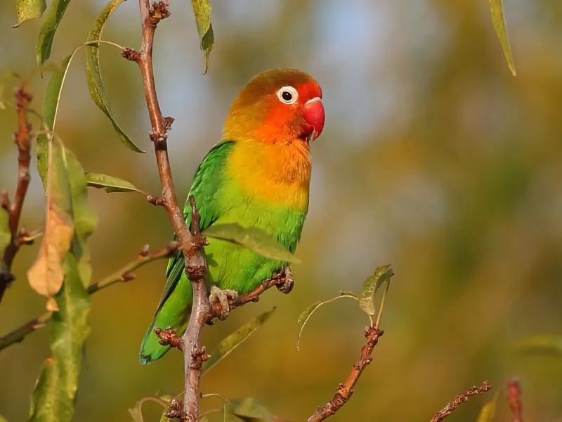 Fischer's lovebird (Agapornis fischeri)
