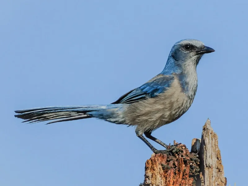 Florida scrub-jay (Aphelocoma coerulescens)