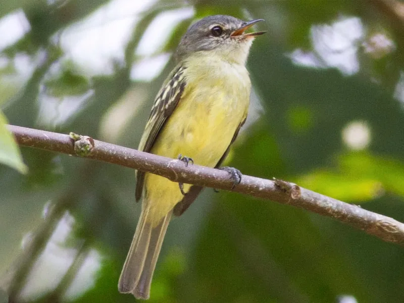 Foothill elaenia (Myiopagis olallai)