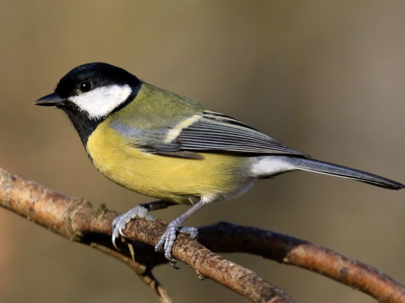 Great tit (Parus major)