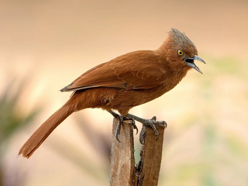 Grey-crested cacholote (Pseudoseisura unirufa)