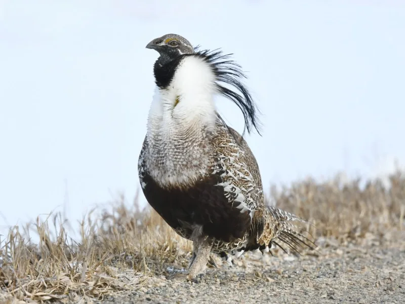 Gunnison sage-grouse (Centrocercus minimus)