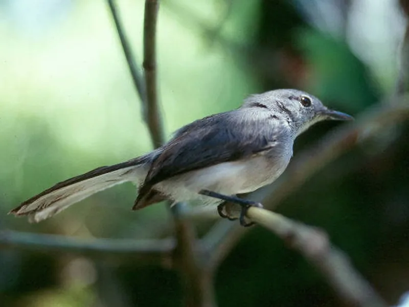 Iquitos gnatcatcher (Polioptila clementsi)