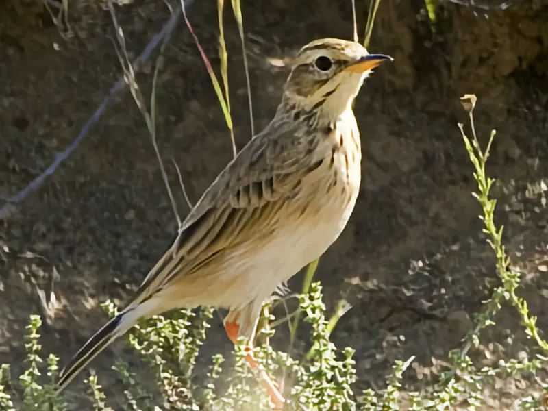 Kimberley pipit