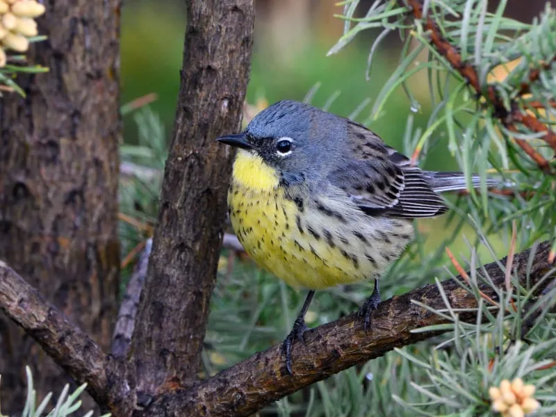 male Kirtland's warbler (Setophaga kirtlandii)