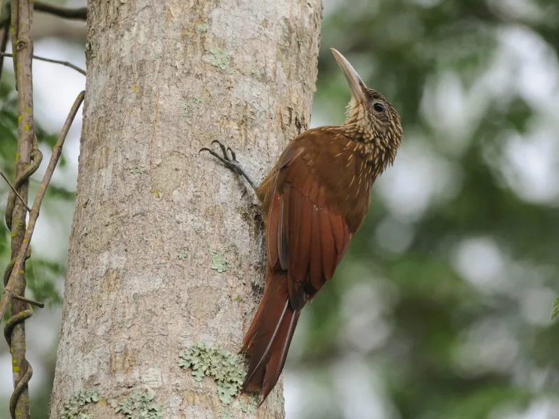 Lafresnaye's woodcreeper (Xiphorhynchus guttatoides)