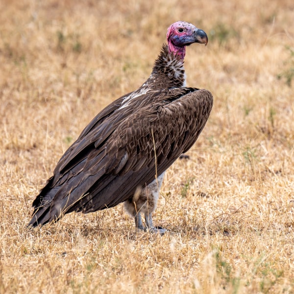 Lappet-faced vulture (Torgos tracheliotos)