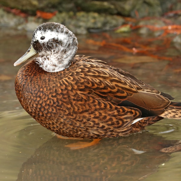 Laysan duck (Anas laysanensis)