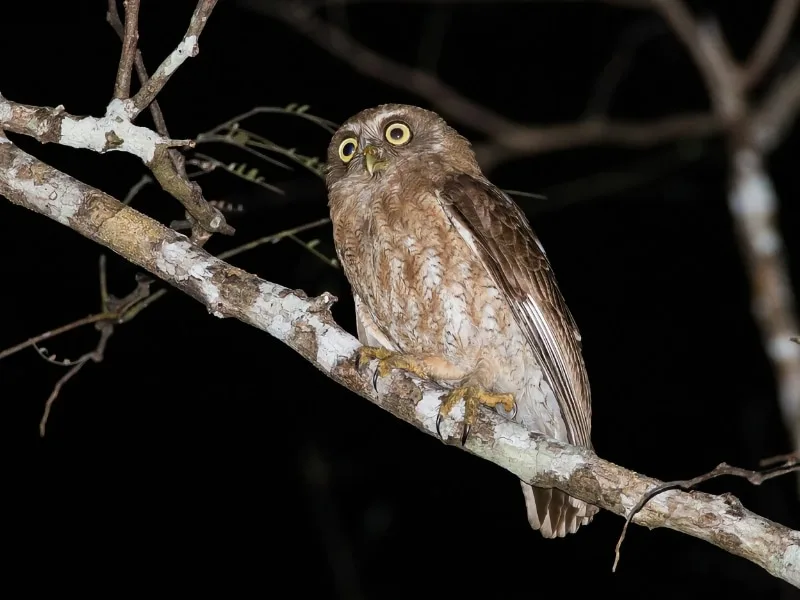 Least boobook (Ninox sumbaensis)