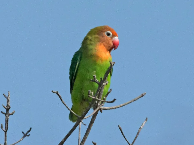 Lilian's lovebird (Agapornis lilianae)