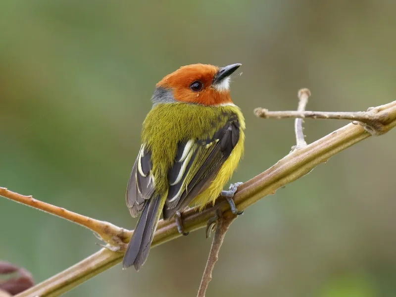 Lulu's tody-tyrant (Poecilotriccus luluae)