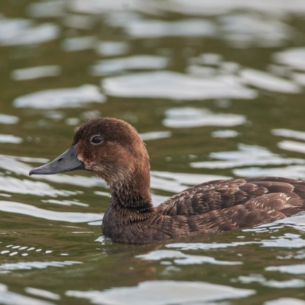 Madagascar pochard (Aythya innotata)