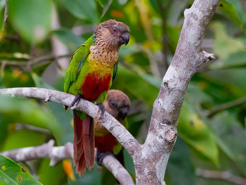 Madeira parakeet (Pyrrhura snethlageae)