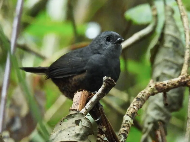 Magdalena tapaculo (Scytalopus rodriguezi)