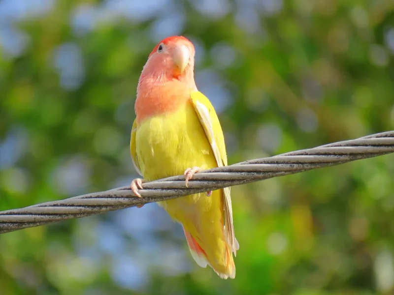 mango-looking bird, Agapornis roseicollis
