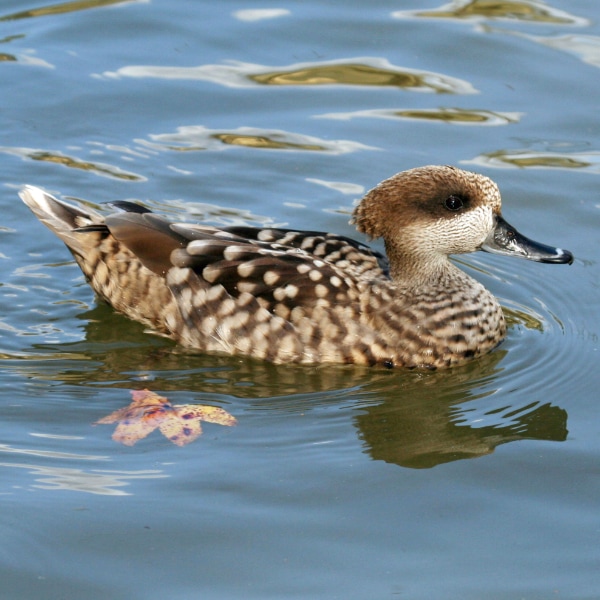 Marbled duck (Marmaronetta angustirostris)