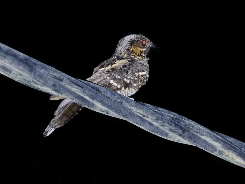 Mees's nightjar (Caprimulgus meesi)