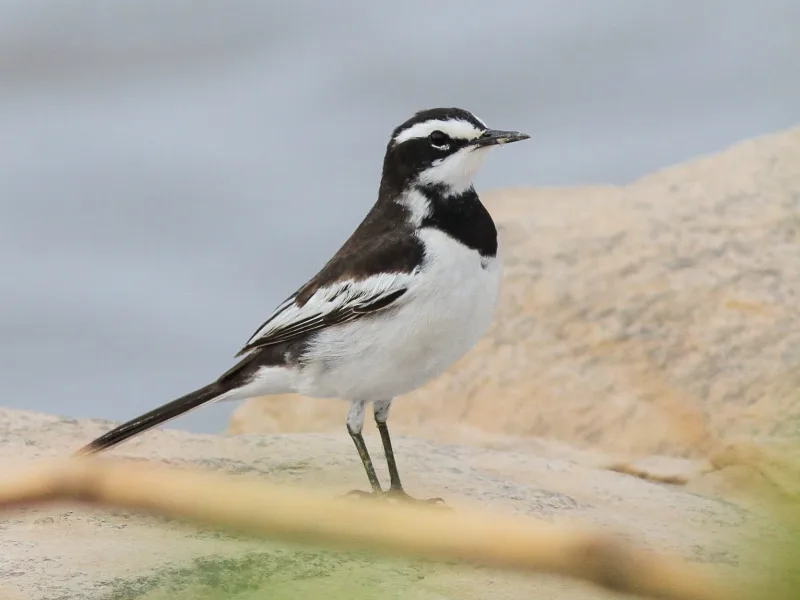 Mekong wagtail (Motacilla samveasnae)