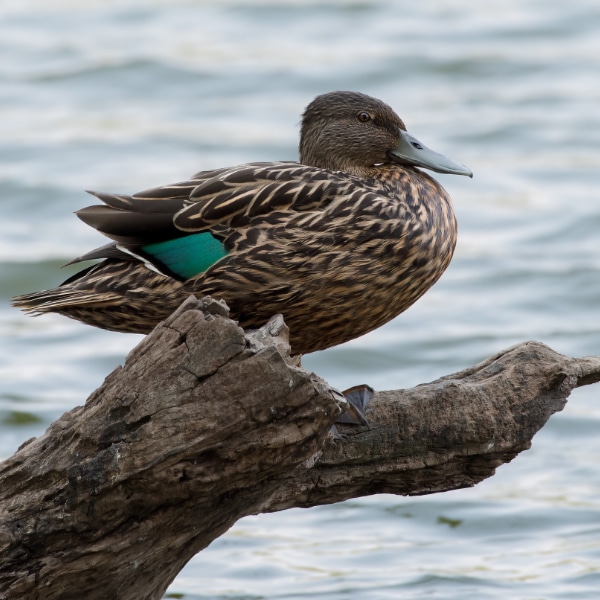 Meller's duck (Anas melleri)