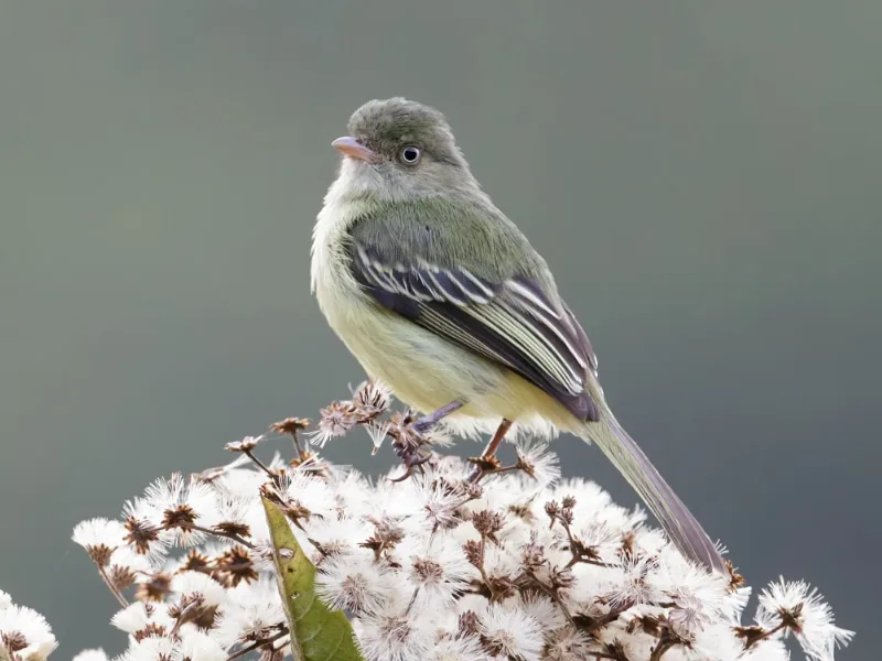 Mishana tyrannulet (Zimmerius villarejoi)