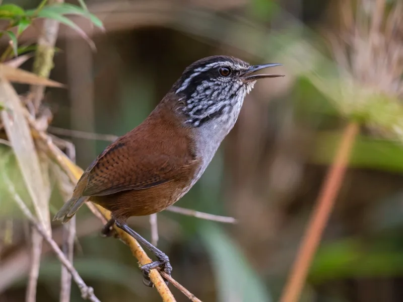 Munchique wood wren (Henicorhina negreti)