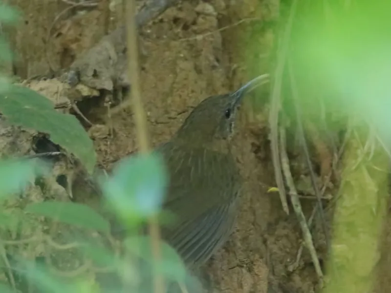 Naung Mung wren-babbler (Napothera naungmungensis)