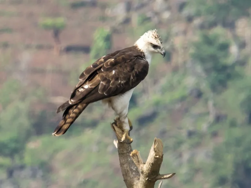 Flores hawk eagle (Nisaetus floris)