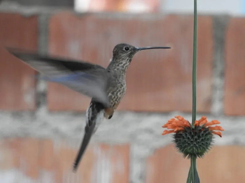 Northern giant hummingbird (Patagona peruviana)