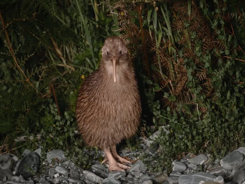 Okarito kiwi (Apteryx rowi)