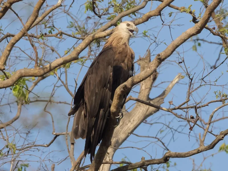 Pallas's fish eagle (Haliaeetus leucoryphus)