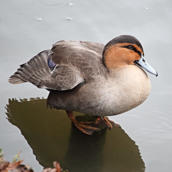 Philippine duck (Anas luzonica)