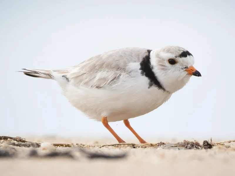 Piping plover (Charadrius melodus)