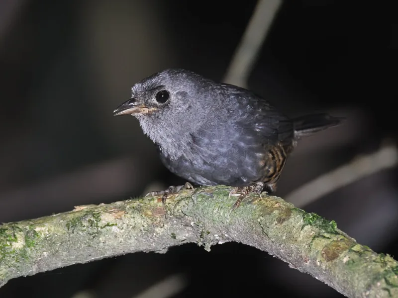 male Planalto tapaculo (Scytalopus pachecoi)