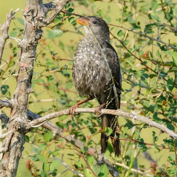 Red-billed buffalo weaver juvenile